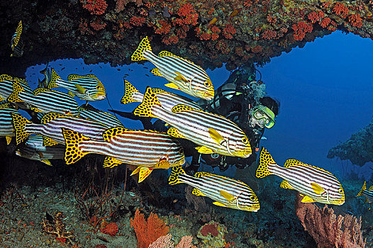 潜水,群,珊瑚鱼,马尔代夫,亚洲