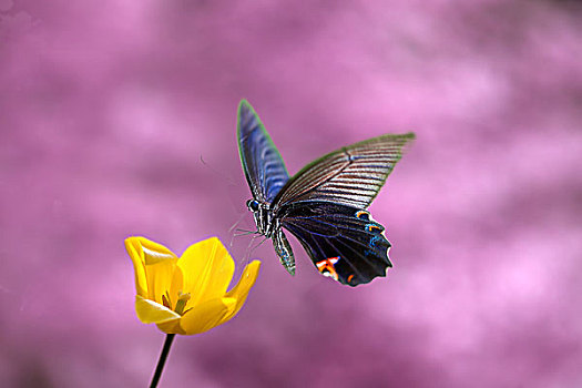 漂亮,蝴蝶,花