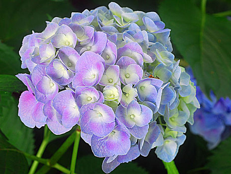 蓝色,八仙花属,绣球花,花