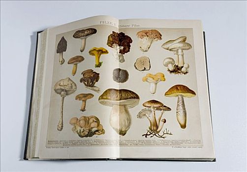 可食蘑菇,德国