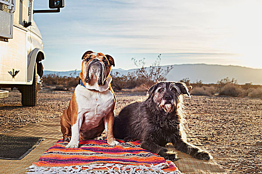 头像,两只,狗,地毯,拖车停车场