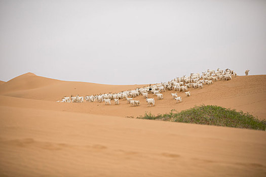 沙漠中的羊群
