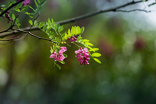 槐花,刺槐花,红槐花