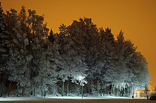 雪,树林,橙色,天空,夜晚,赫尔辛基
