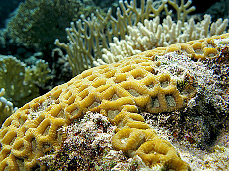 珊瑚礁,黄色,脑珊瑚,热带,海洋,水下
