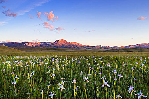 野花,草地,落基山,正面,靠近,蒙大拿,美国