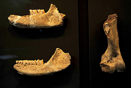 周口店北京人遗址博物馆展出古人类生活场景头盖骨和复原像,动物骨骼化石