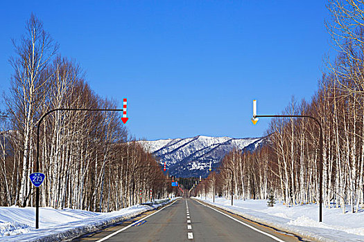 道路,白桦,树,北海道