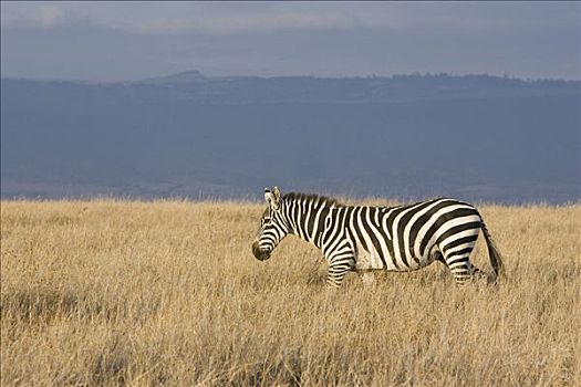 白氏斑马,斑马,走,草地,肯尼亚