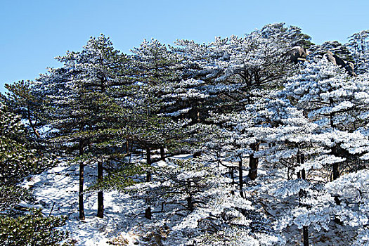 黄山风景区