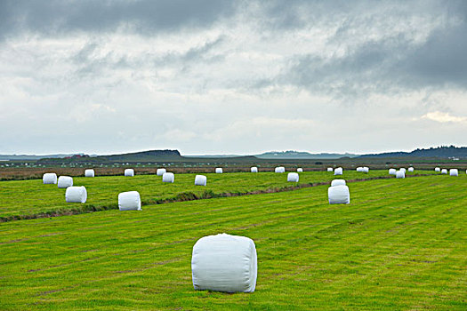 大捆,干草,韦斯特兰德,冰岛