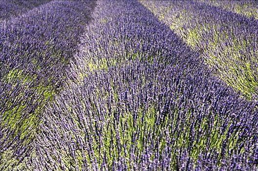 薰衣草种植区,瓦伦索高原,普罗旺斯,法国,欧洲