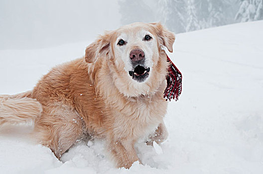 猎犬,吠叫,摄影,雪,模糊,白天,冬天,不列颠哥伦比亚省,加拿大