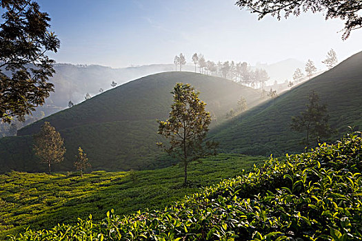 茶园,西高止山,喀拉拉,印度南部
