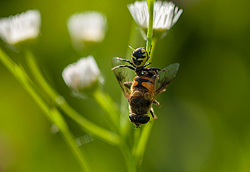 蜜蜂012