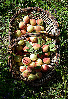 成熟,桃,篮子,有机农牧,里奥格兰德,巴西,南美