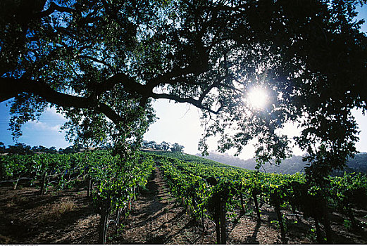 葡萄酒厂,那帕山谷,加利福尼亚,美国