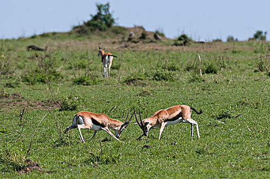 瞪羚,打斗,马赛马拉国家保护区,肯尼亚