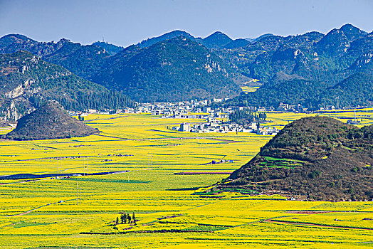 春天,油菜花,花海,大地,螺丝田,金黄,田园,阳光,山丘