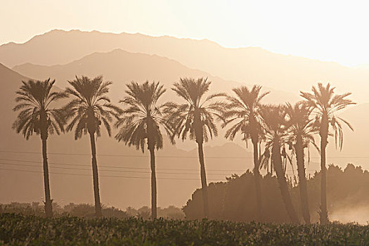 剪影,棕榈树,山脉,远景,橙色,发光,日出,棕榈泉,加利福尼亚,美国
