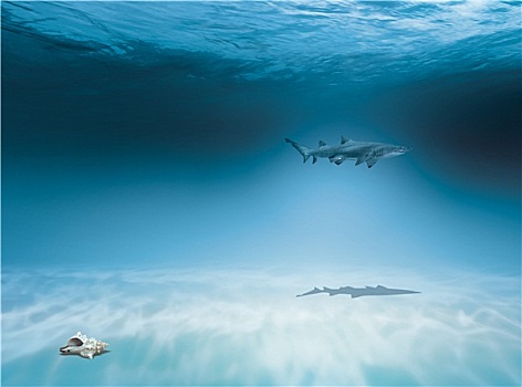 鲨鱼,海洋