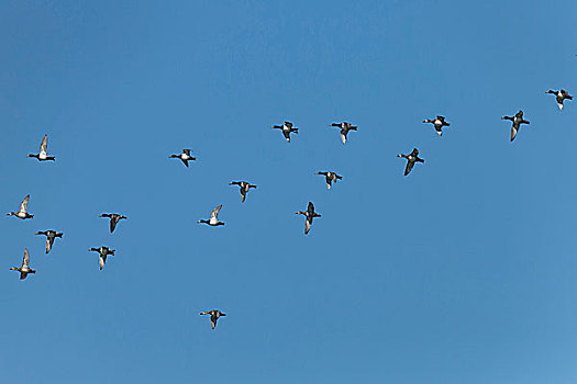 环颈鸭,飞行,圆颈鸭子,湿地,佛罗里达,美国