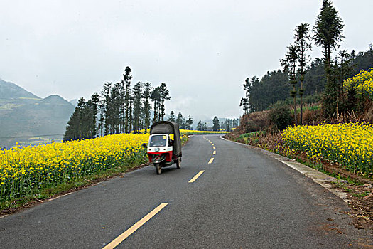 云南罗平县,乡村公路旁,油菜地,徐学哲摄影,尼康,年,月