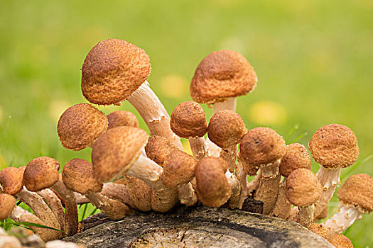 小,蘑菇,树桩