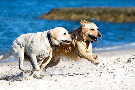 金毛猎犬,海滩