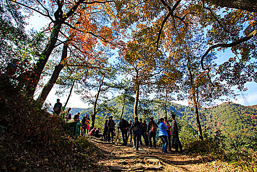 游客,古树,山路