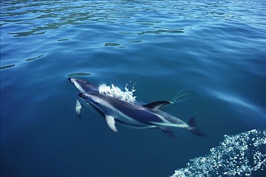 暗黑斑纹海豚,乌色海豚,一对,平面,新西兰