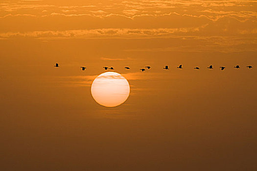 鸭子,飞,过去,夕阳,焦奇,国家公园,塞内加尔,非洲