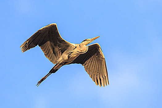 苍鹭,飞行,南卢安瓜国家公园,赞比亚,非洲