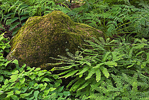 苔藓,遮盖,石头,魁北克省,加拿大,北美