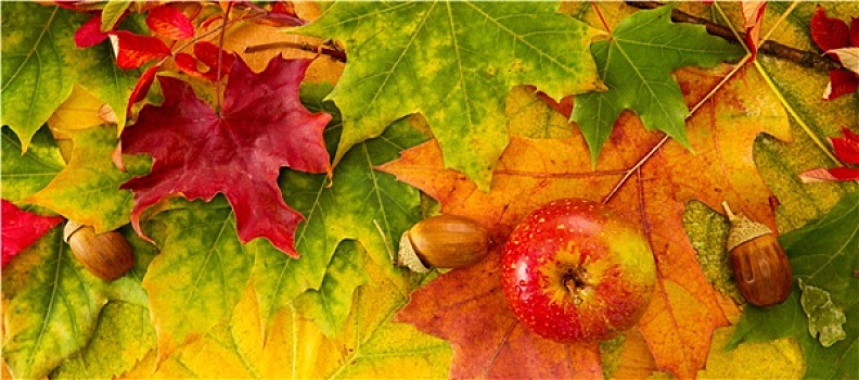 彩色,秋叶,背景,苹果
