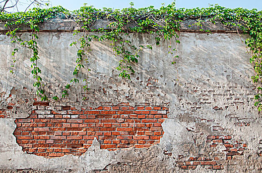 斑驳的旧墙面与绿色藤条植物
