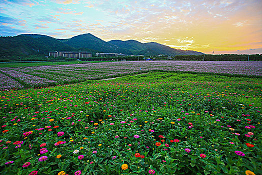 格桑花,波斯菊