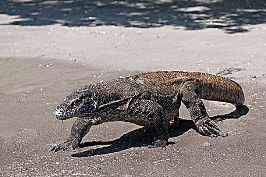 科摩多巨蜥,跑,海滩,科莫多国家公园,世界遗产,科莫多岛,岛屿,印度尼西亚,亚洲