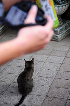 摄影者在街上拍摄一只猫