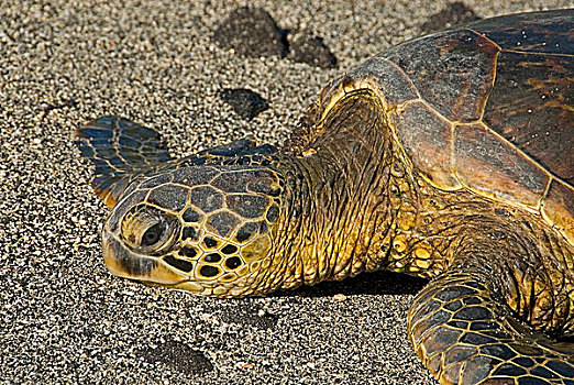 绿海龟,龟类,海滩,夏威夷大岛,夏威夷,美国