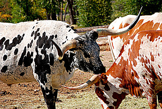 两个,德克萨斯,牛,争斗,怀俄明,美国