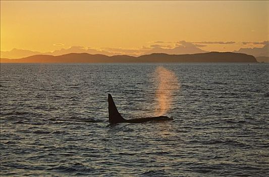 逆戟鲸,平面,日落,威廉王子湾,阿拉斯加