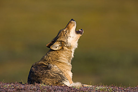 灰狼,狼,叫喊,德纳里峰国家公园,阿拉斯加