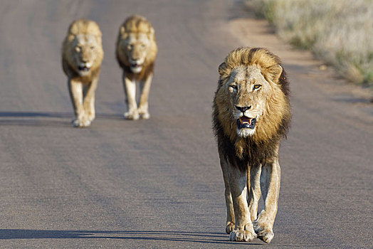 非洲狮,狮子,三个,成年,雄性,走,道路,克鲁格国家公园,南非,非洲