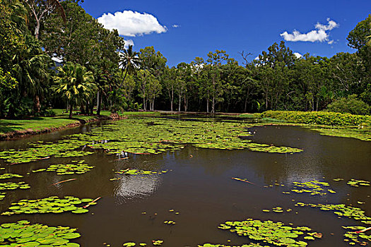 淡水,湖,局部,百年,靠近,植物园,昆士兰,澳大利亚