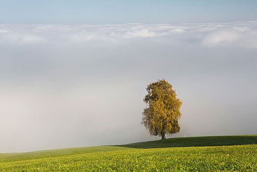 雾,秋天,树,康士坦茨湖,瑞士,欧洲