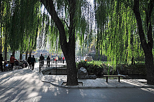 树,长椅,城市公园,行人,人行道,北京,中国