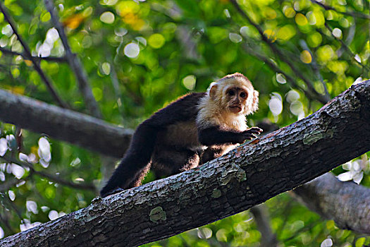 猴子,树林,鲣,国家公园,洪都拉斯