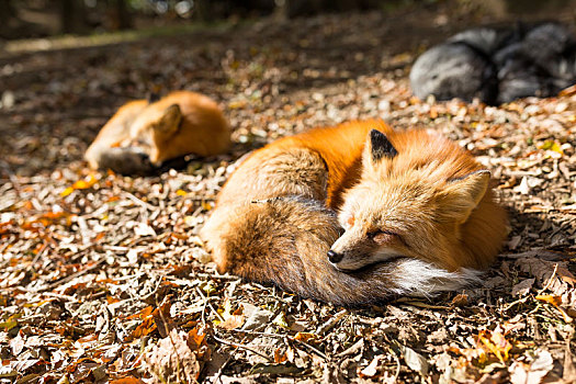 睡觉,狐狸