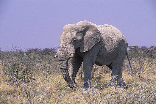 非洲,纳米比亚,埃托沙国家公园,大象,雄性动物